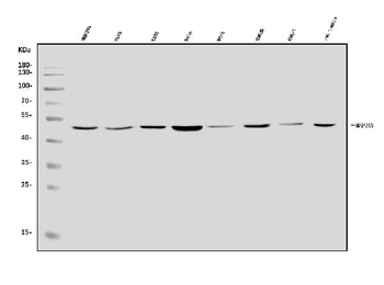 Anti-MEK5/MAP2K5 Antibody
