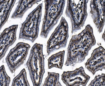 Anti-MCM4 Antibody