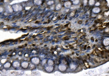 Anti-MCM4 Antibody