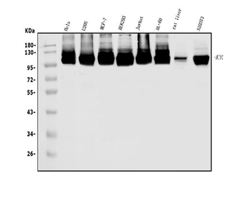 Anti-MCM4 Antibody