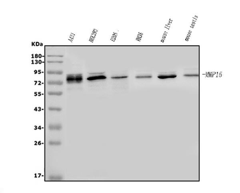 Anti-MT2-MMP/MMP15 Antibody
