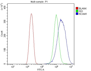 Anti-NCAM1 Antibody