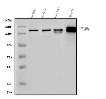 Anti-NCAM1 Antibody