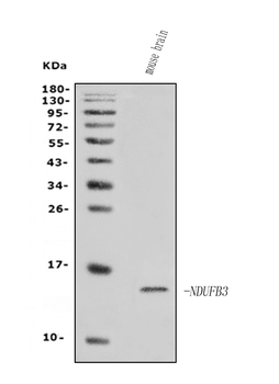Anti-NDUFB3 Antibody