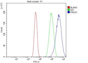 Anti-cGKI/PRKG1 Antibody