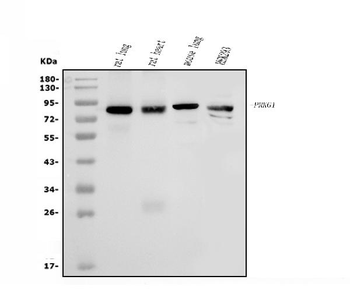 Anti-cGKI/PRKG1 Antibody