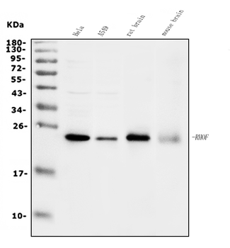 Anti-RHOF Antibody