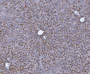 Anti-SLC10A1/NTCP1 Antibody