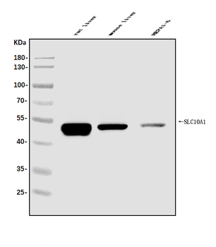 Anti-SLC10A1/NTCP1 Antibody