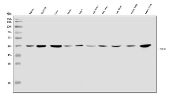 Anti-SOX18 Antibody