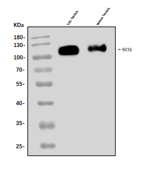 Anti-SV2A Antibody