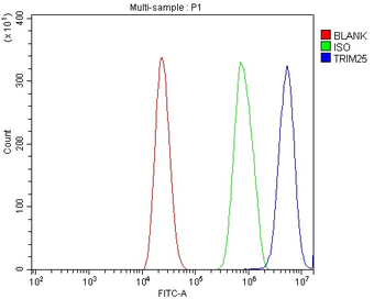 Anti-TRIM25/EFP Antibody