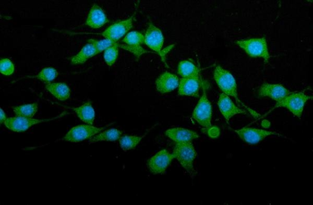 Anti-TRIM25/EFP Antibody