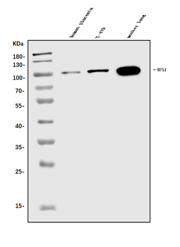 Anti-WFS1 Antibody