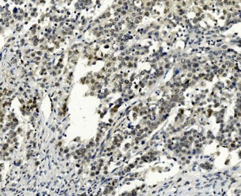 Anti-SMAD2 Antibody (monoclonal, 3C4)