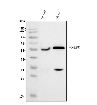 SMAD2 Antibody (monoclonal, 3C4)