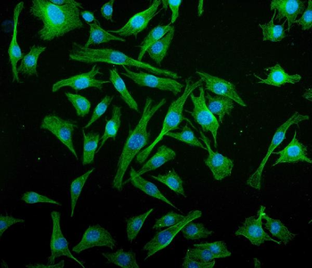 Anti-IRF3 Antibody (monoclonal, 3B4)