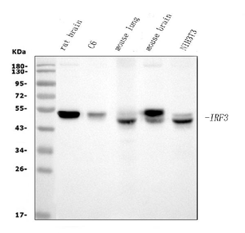 Anti-IRF3 Antibody (monoclonal, 3B4)
