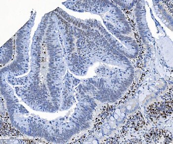 Anti-SAMHD1 Antibody (monoclonal, 3B9)