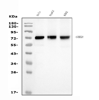 Anti-SAMHD1 Antibody (monoclonal, 3B9)