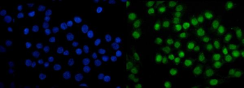 Anti-SAMHD1 Antibody (monoclonal, 3B9)