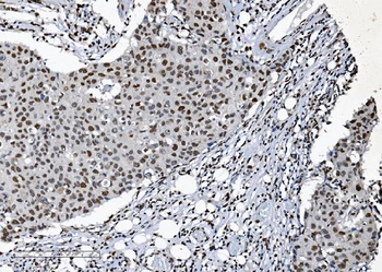 Anti-SAMHD1 Antibody (monoclonal, 3B9)