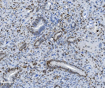 Anti-SAMHD1 Antibody (monoclonal, 3B9)