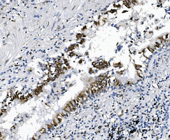Anti-SAMHD1 Antibody (monoclonal, 3B9)