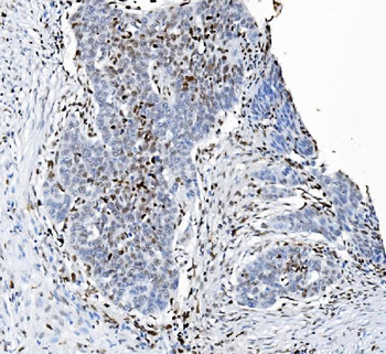 Anti-SAMHD1 Antibody (monoclonal, 3B9)
