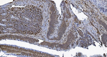 Anti-SAMHD1 Antibody (monoclonal, 10H8)