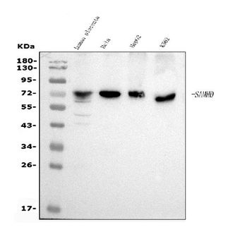 Anti-SAMHD1 Antibody (monoclonal, 10H8)