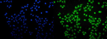 Anti-SAMHD1 Antibody (monoclonal, 10H8)