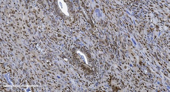 Anti-SAMHD1 Antibody (monoclonal, 10H8)