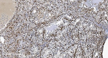 SAMHD1 Antibody (monoclonal, 10H8)