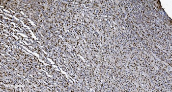 Anti-SAMHD1 Antibody (monoclonal, 10H8)