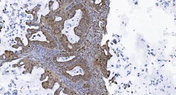 SAMHD1 Antibody (monoclonal, 10H8)
