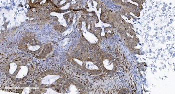Anti-SAMHD1 Antibody (monoclonal, 10H8)