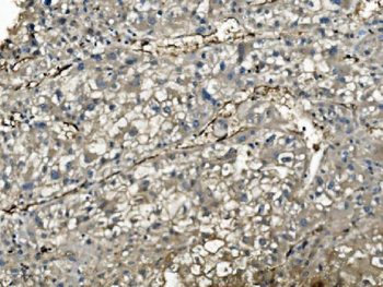 Anti-PNP Antibody (monoclonal, 7G5)
