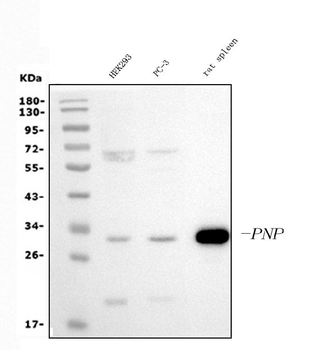 PNP Mouse Monoclonal Antibody