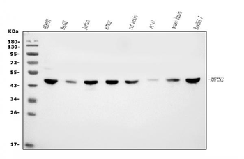 Anti-MEK2/MAP2K2 Antibody (monoclonal, 2B4)