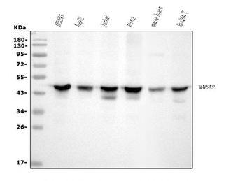 Anti-MEK2/MAP2K2 Antibody (monoclonal, 2H4)