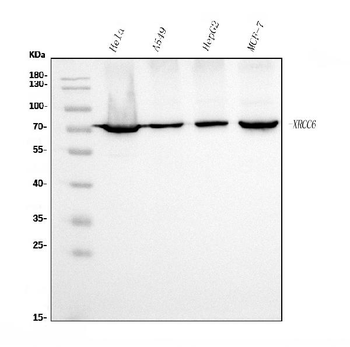 Anti-Ku70 Antibody (monoclonal, 9B6)