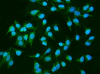 Anti-INPPL1 Antibody (monoclonal, 8C13)