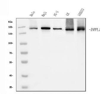 Anti-INPPL1 Antibody (monoclonal, 8C13)