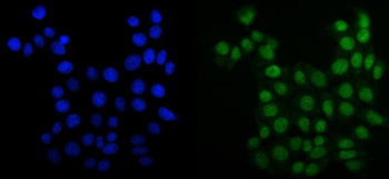 Anti-MCM6 Antibody (monoclonal, 10I9)