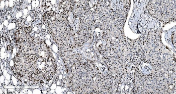 Anti-MCM6 Antibody (monoclonal, 10I9)