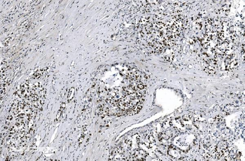 Anti-MCM6 Antibody (monoclonal, 10I9)