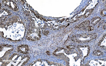 Anti-MCM6 Antibody (monoclonal, 10I9)