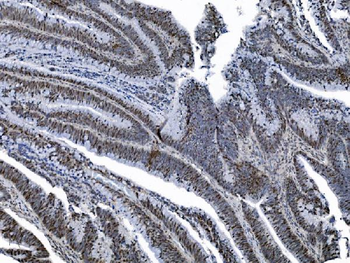 Anti-MCM6 Antibody (monoclonal, 10I9)