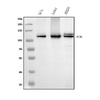 Anti-MCM6 Antibody (monoclonal, 10I9)